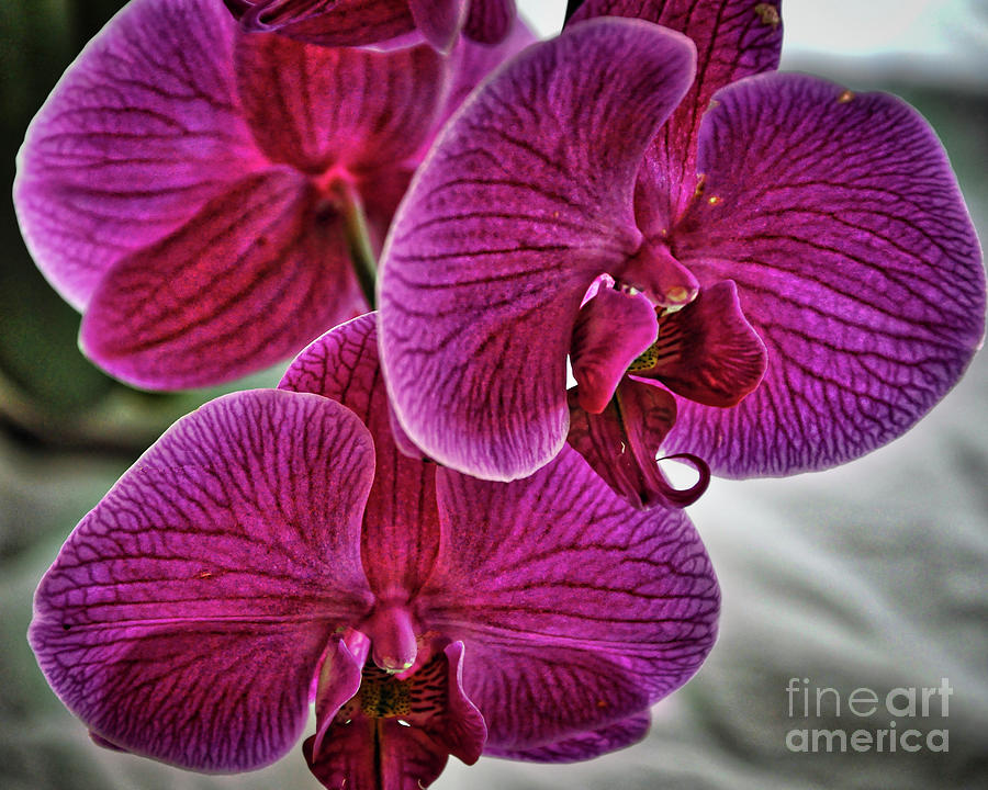 Red Orchid Bloom Photograph by Kirt Tisdale