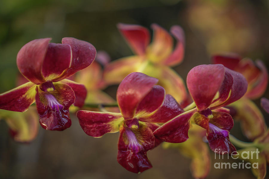 Orchid Photograph - Red Orchid Close-up by Nancy Gleason