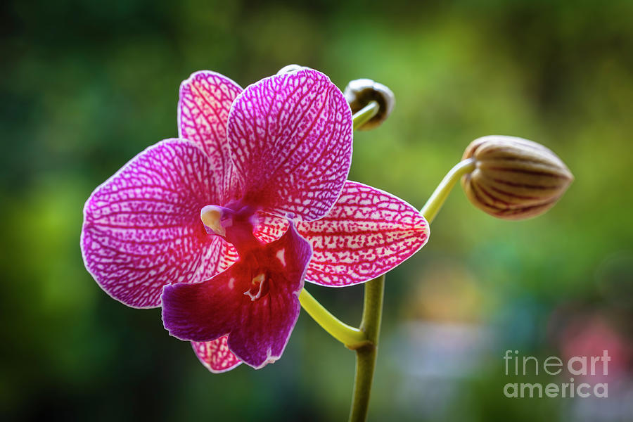 Nature Photograph - Red Orchid Flowers by Raul Rodriguez