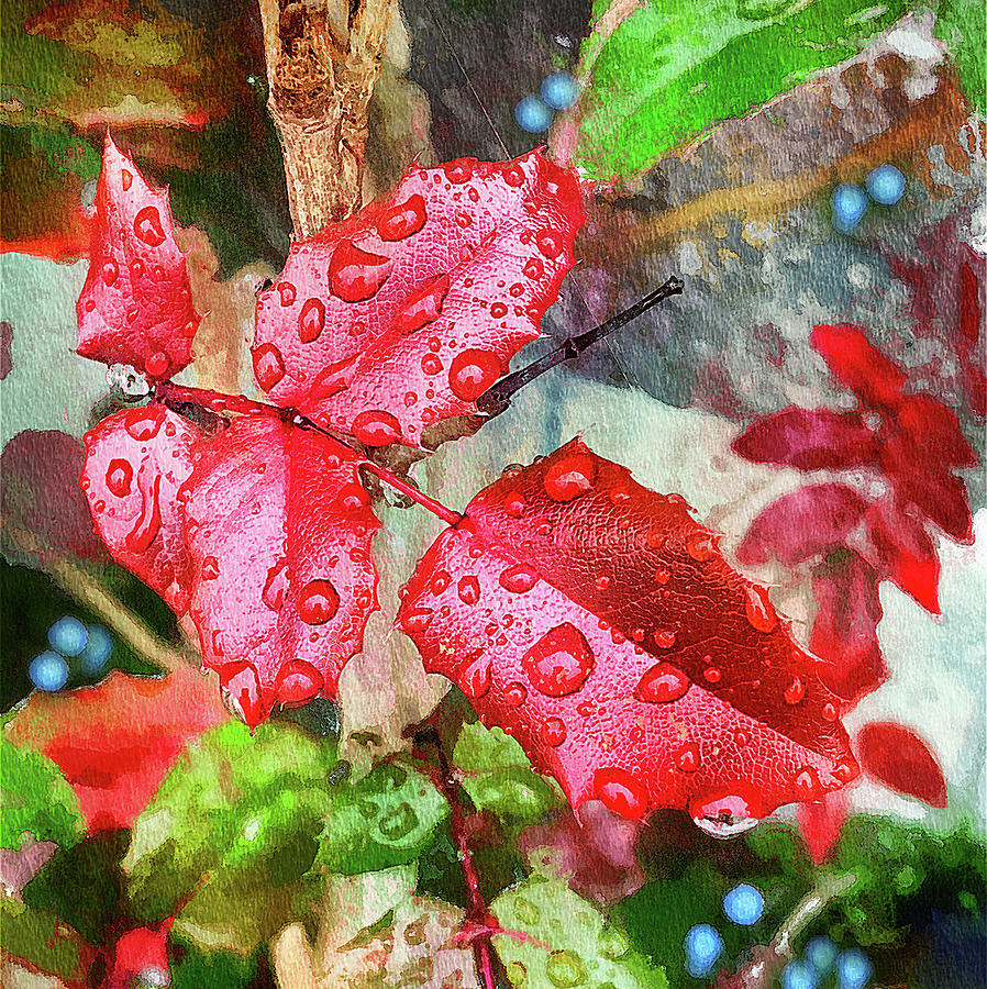 Red Oregon Holly leaves in the rain Photograph by Tatiana Travelways