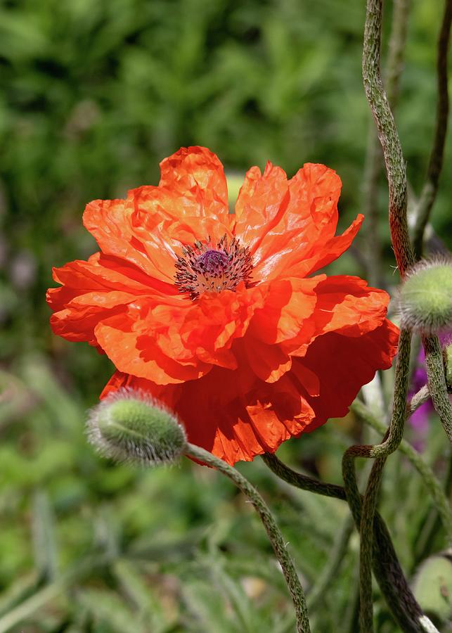 Red Oriental Poppy Photograph by Marlin and Laura Hum - Fine Art America