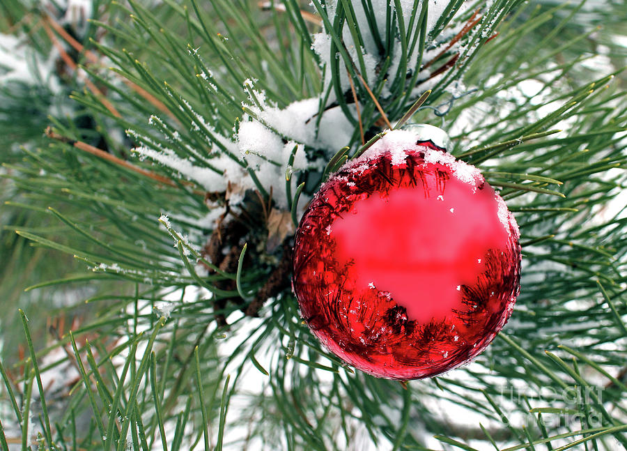 Red Ornament in Evergreen with Snow Photograph by Pete Klinger
