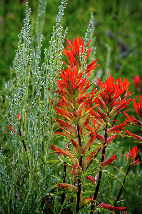 Red Paintbrush in the San Juans Photograph by Lynn Bauer