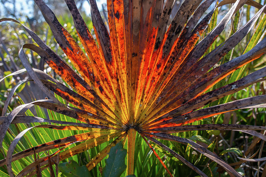 Red Palm Frond Photograph by Carolyn Hutchins