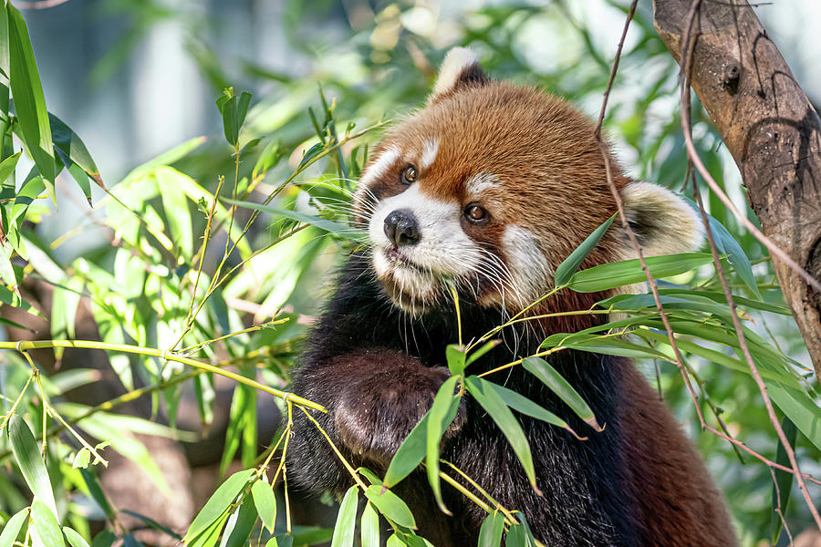 Red Panda 2 Photograph by Joan Baker - Fine Art America