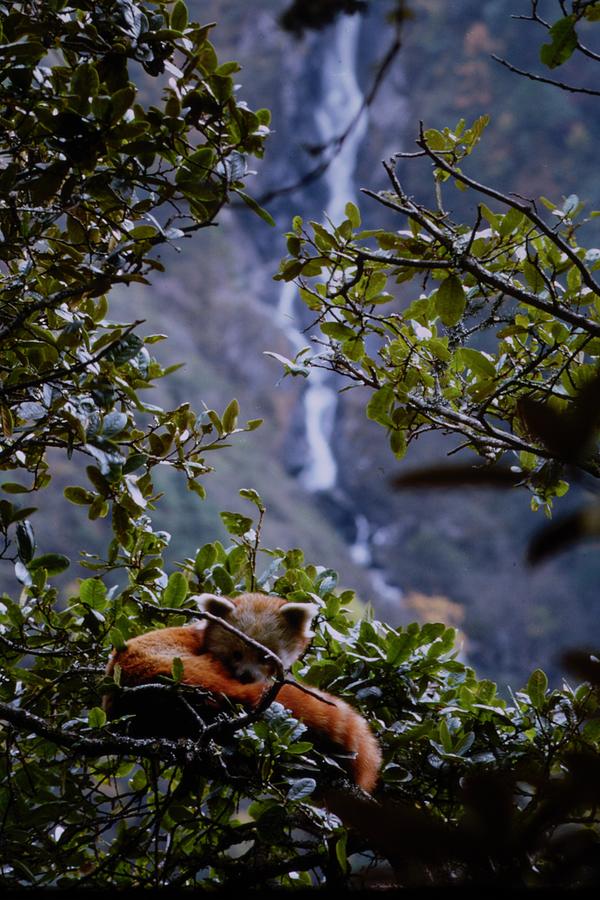 Waterfall Photograph - Red Panda Ailurus fulgens by Luke Golobitsh