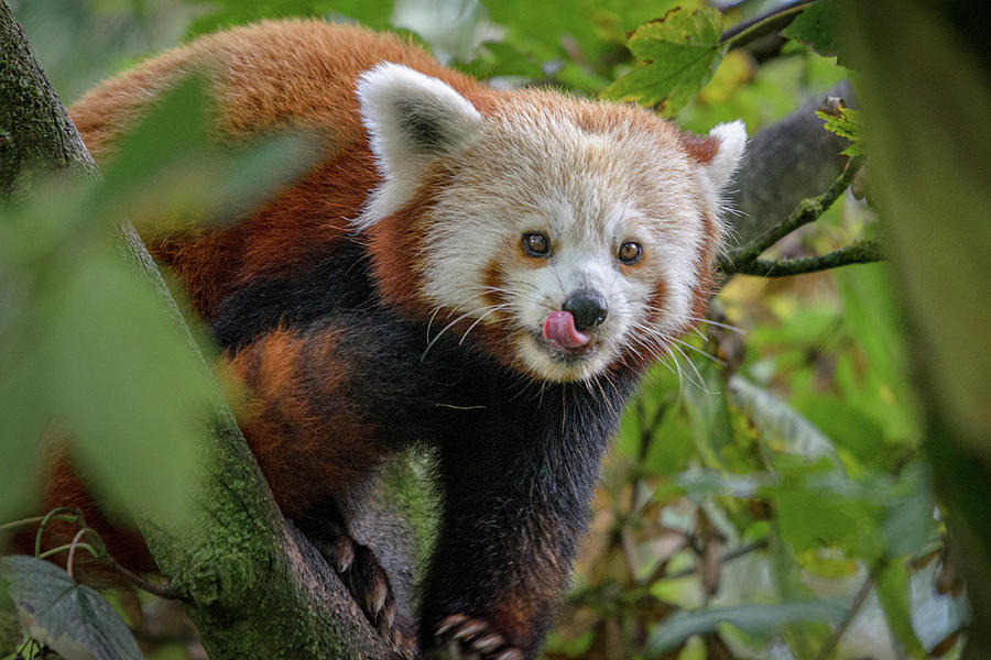 Red Panda Anticipating Dinner Photograph by Adrian O Brien