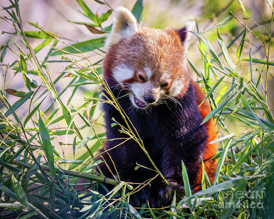 Red panda chewing bamboo leaves Photograph by Lyl Dil Creations