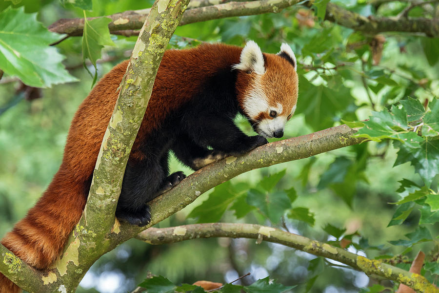 Red Panda Climbing Tree Photograph by Arterra Picture Library