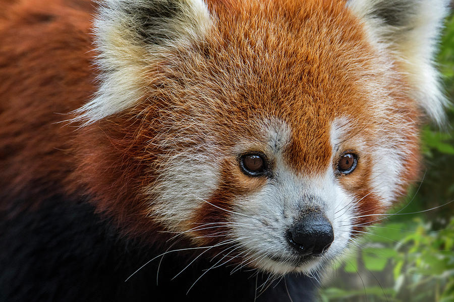 Red Panda Close Up Photograph by Arterra Picture Library
