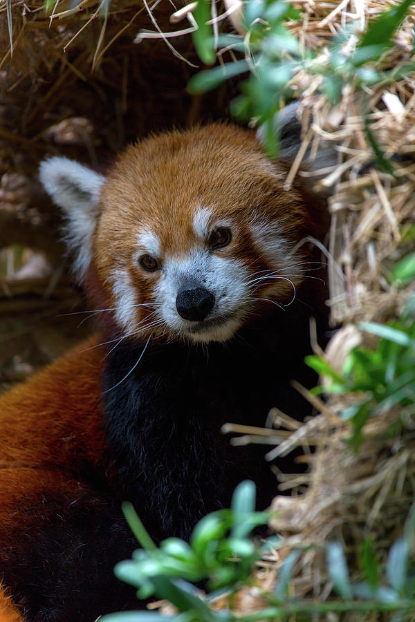 Red Panda Closeup Photograph by David Gn