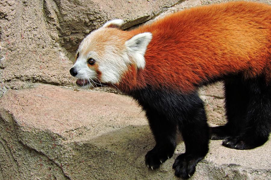 Red Panda Photograph by Connor Beekman