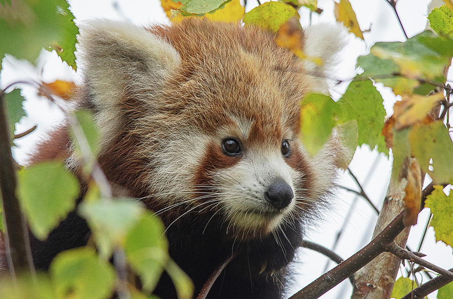 Red Panda cub framed by leaves Photograph by Gareth Parkes