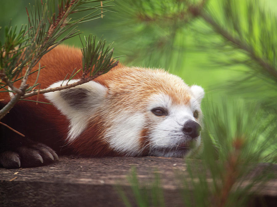 Red Panda Photograph by Dale Kincaid