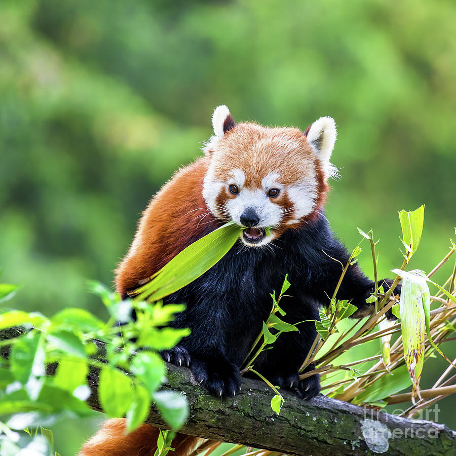Red panda eating bamboo shoots. The red panda, or bear-cat, is a Photograph by Jane Rix