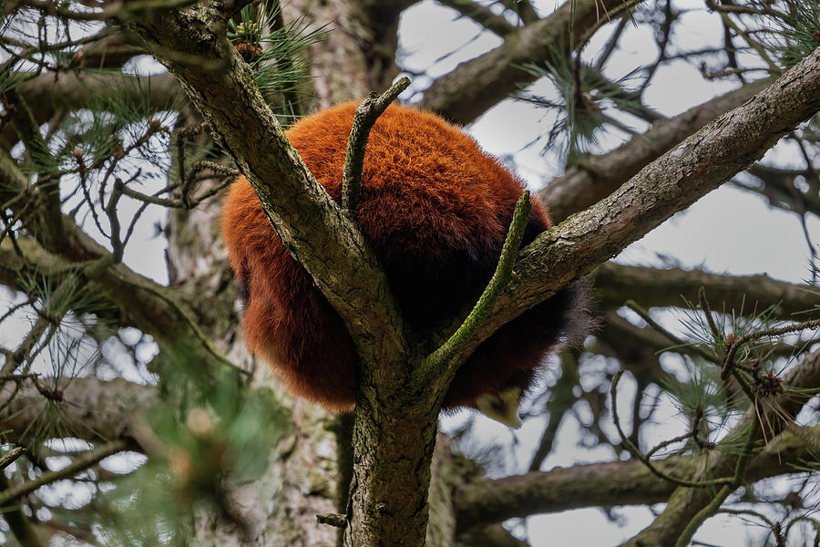 Tree Photograph - Red Panda Furry Ball In The Tree by Artur Bogacki