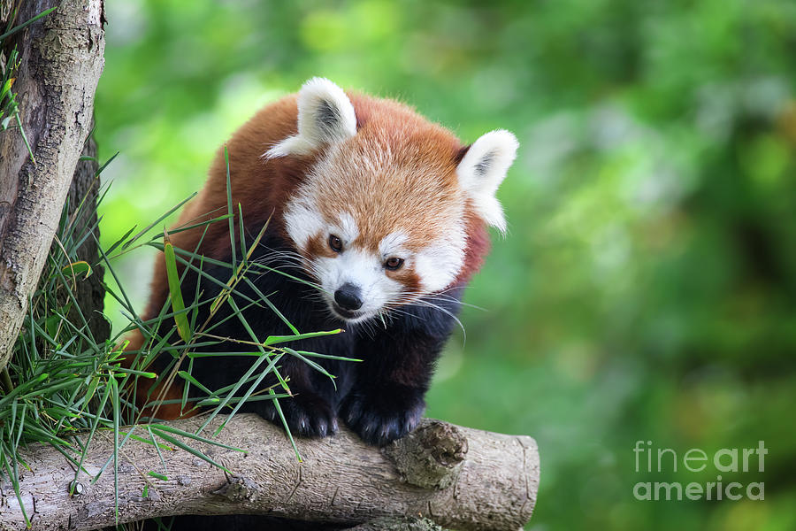 Red panda in a tree with green foliage background.  Photograph by Jane Rix