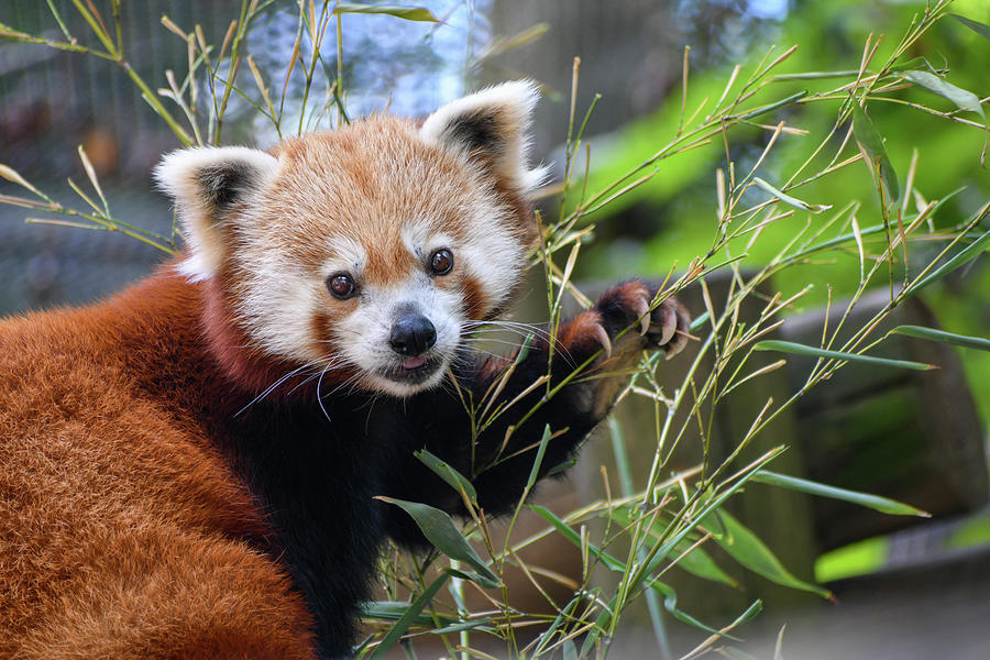 Red panda in the Knoxville Zoo in Tennessee Photograph by Lisa Crawford