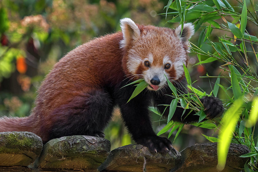 Nature Photograph - Red Panda in Zoo by Arterra Picture Library