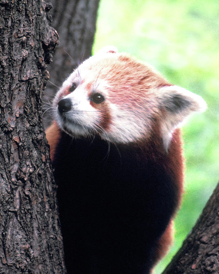 Red Panda Photograph by Jerry Griffin