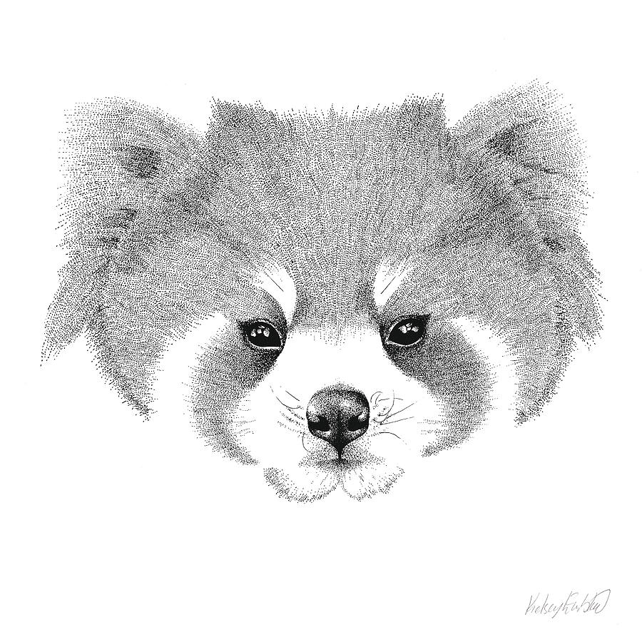 Red Panda Drawing By Kelsey Emblow