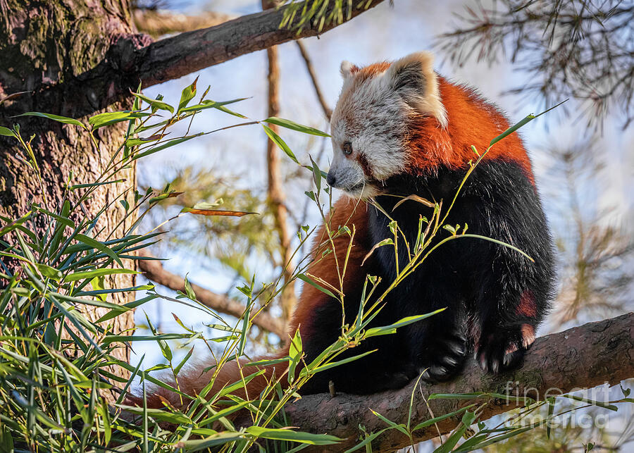 Red panda Photograph by Lyl Dil Creations