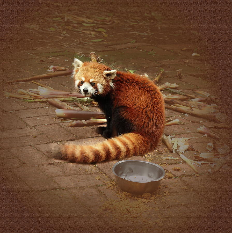 Red Panda Photograph by Mingming Jiang