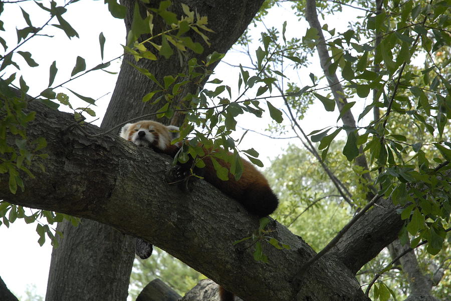 Nature Photograph - Red Panda Nap by Jennifer LaPoint