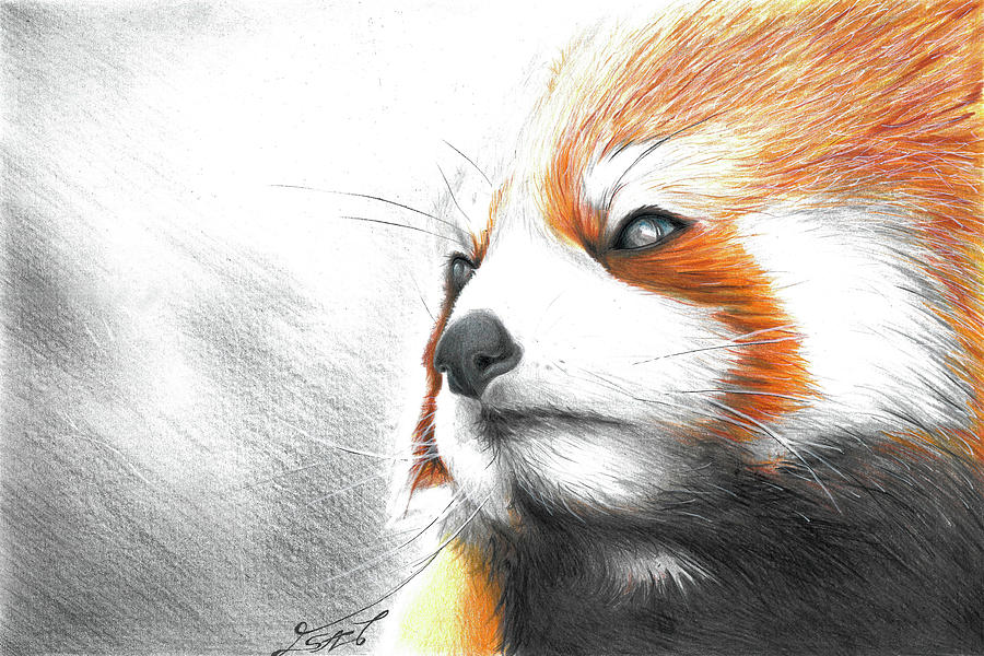 Red Panda Drawing by Oleksandr Bahriantsev - Fine Art America