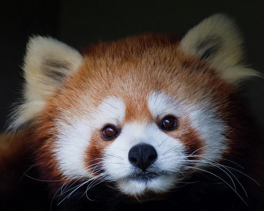Red Panda Portrait Photograph by CR Courson