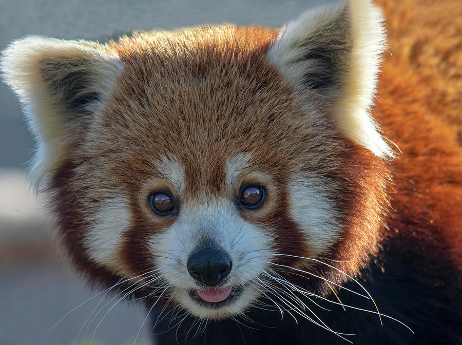 Red Panda portrait  Photograph by Gareth Parkes