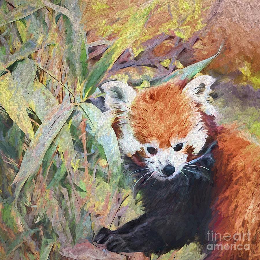 Red Panda Portrait Photograph by Philip Preston