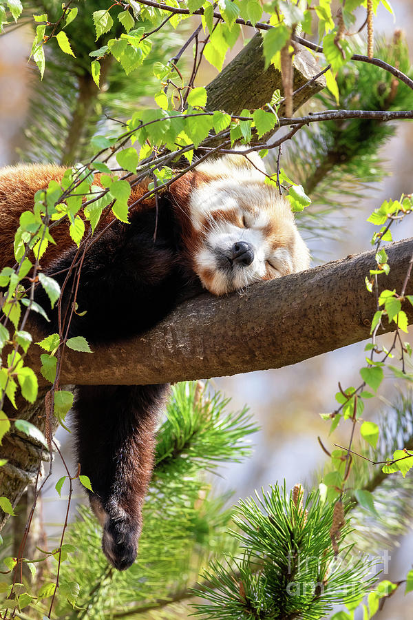 Red panda sleeping in a tree Photograph by Jane Rix