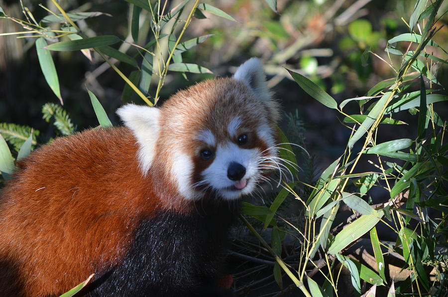 Wildlife Photograph - Red Panda Smile by Jennifer LaPoint