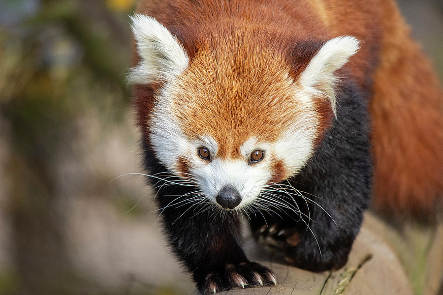 Red Panda Taking A Stroll Photograph