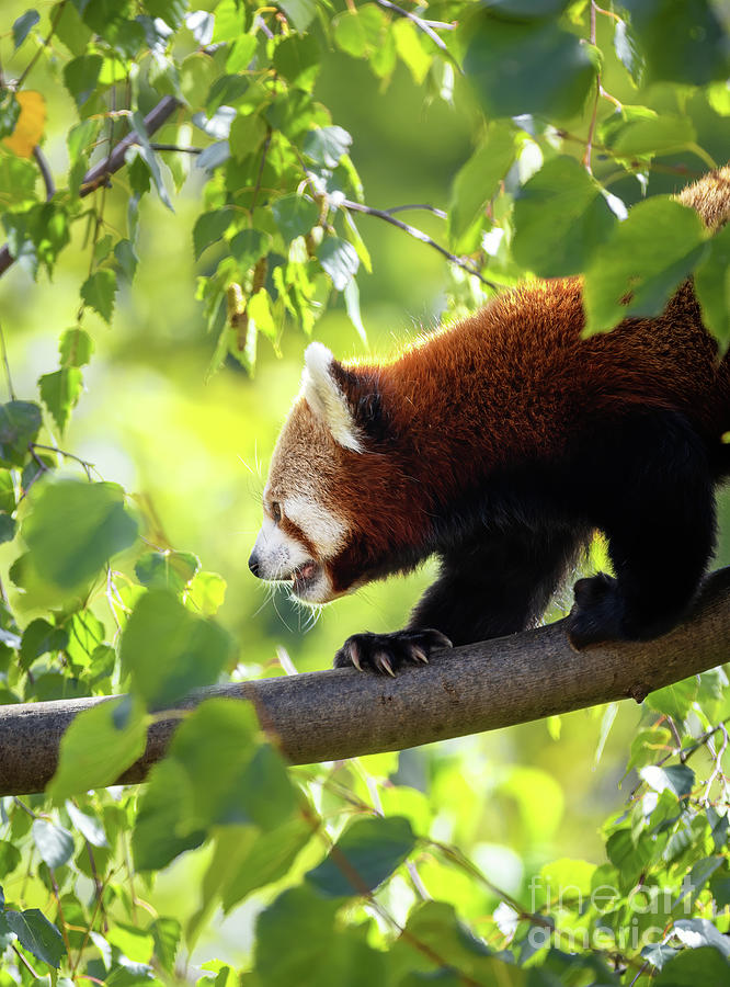 Red panda walking along a branch in a tree Photograph by Jane Rix