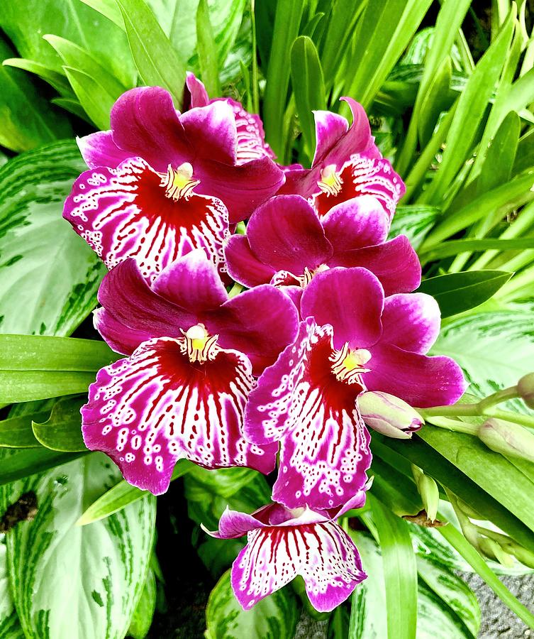 Red Pansy Orchid Photograph