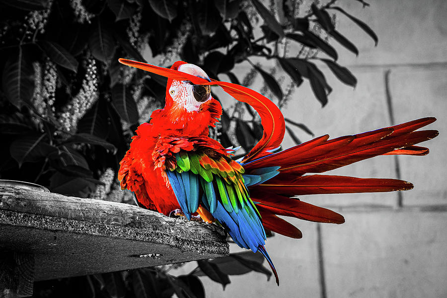 Red Parrot Photograph by Angela Carrion Photography