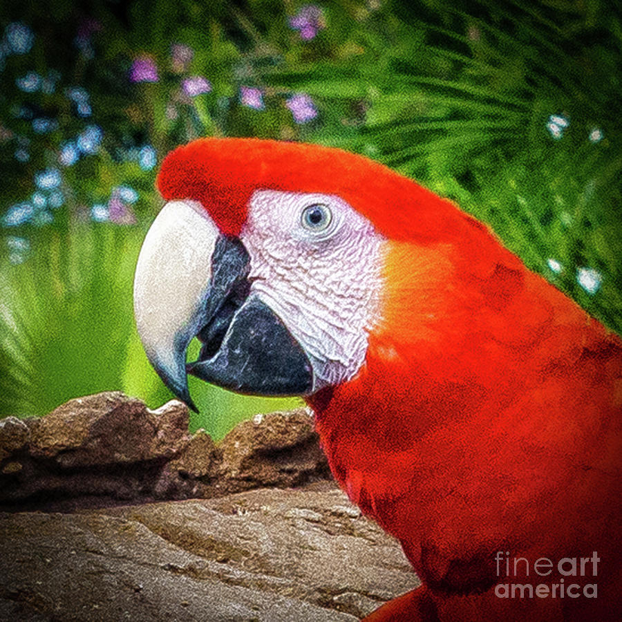 Red Parrot Photograph