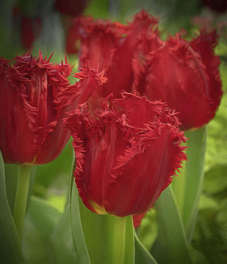 Red Parrot Tulips Photograph by Sylvia Goldkranz