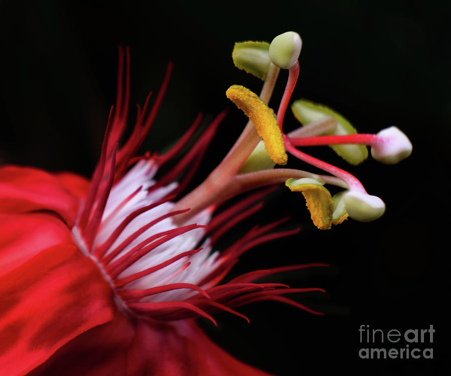 Red Passiflora Photograph by Ava Reaves
