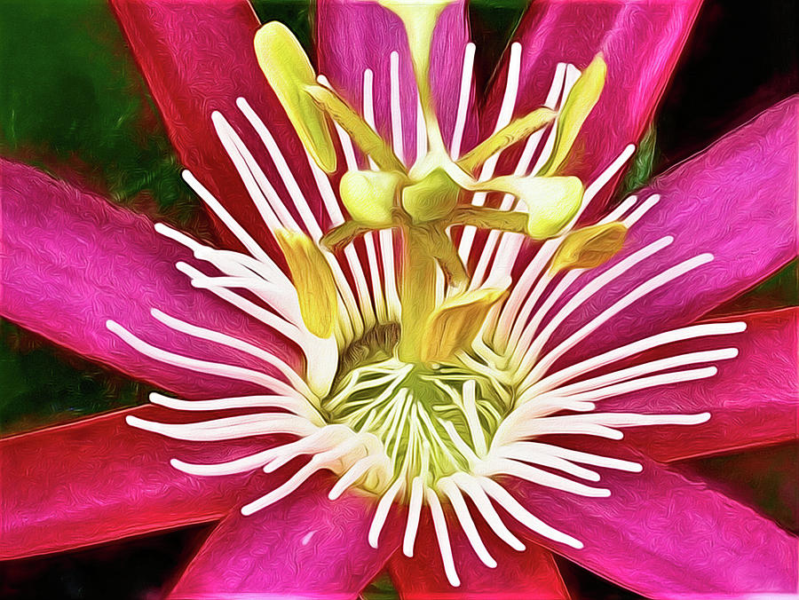 Red Passion Flower Photograph by Bearj B Photo Art
