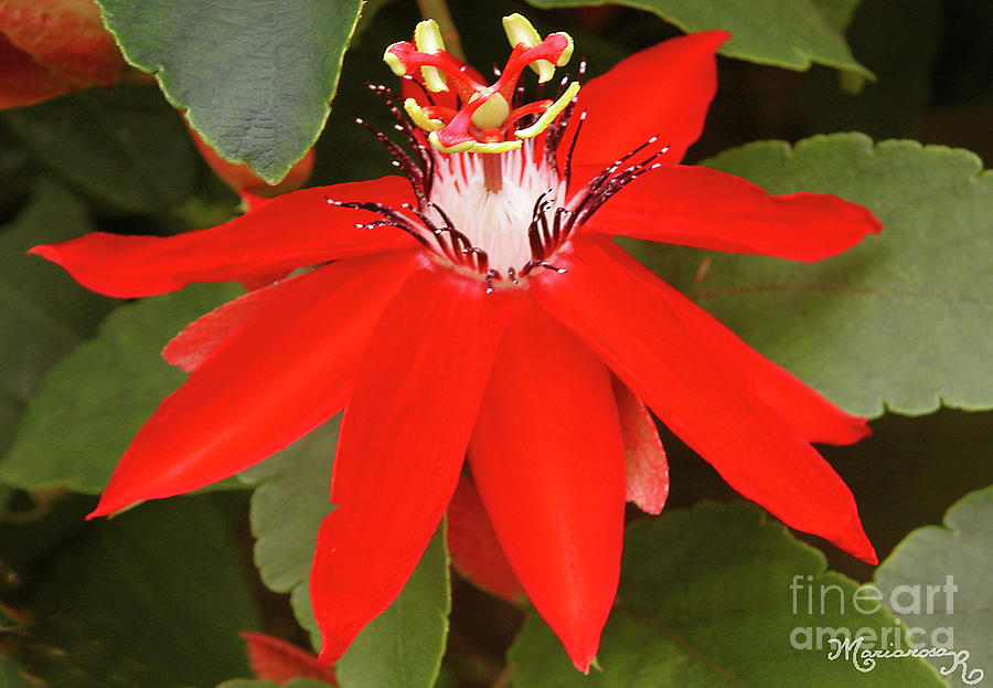 Red Passion Flower Photograph by Mariarosa Rockefeller
