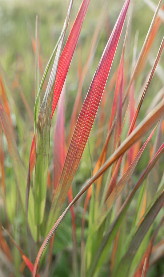 Grass Photograph - Red Pasture Grass by Karen Rispin