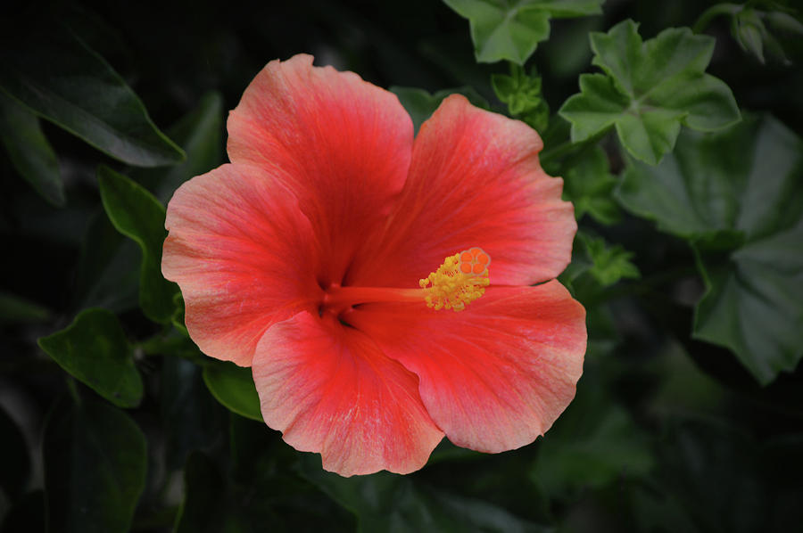 Red Peach Tropical Hibiscus Flower Photograph by Gaby Ethington