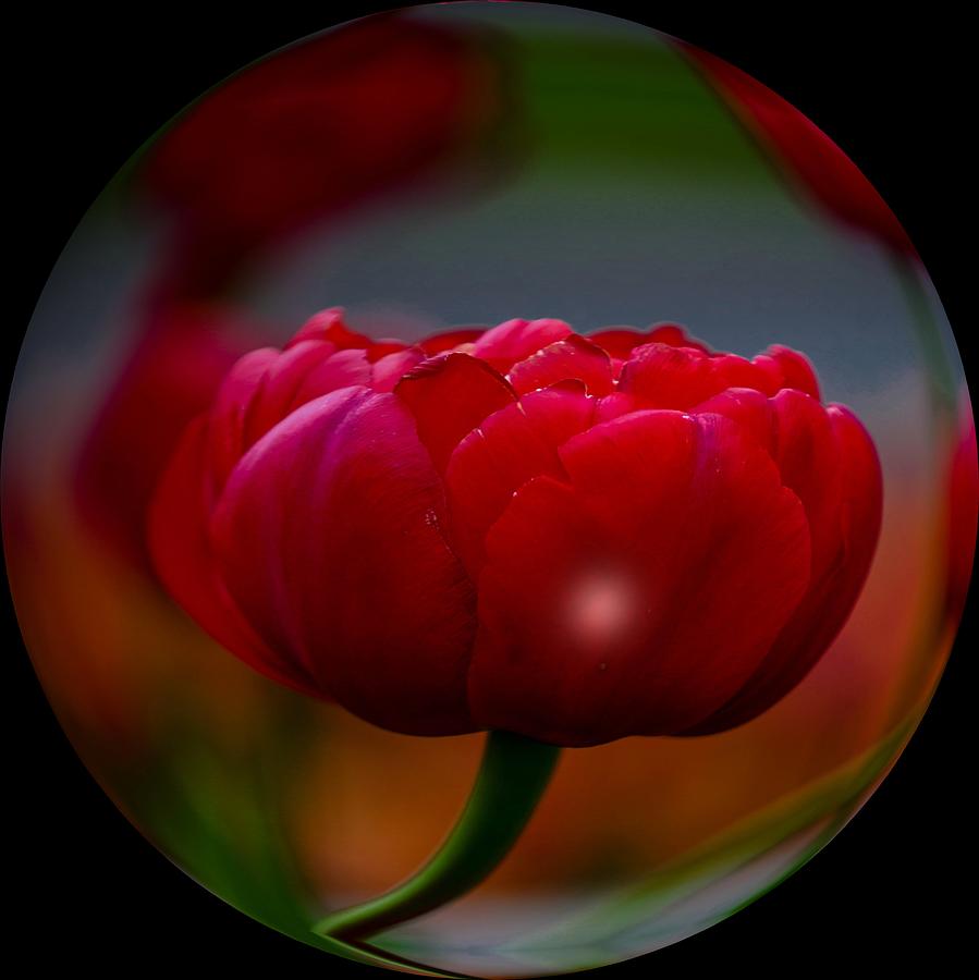 Red Peony Photograph by Susan Rydberg