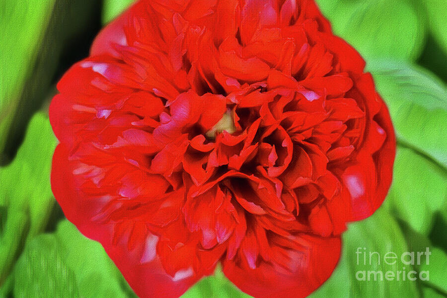 Red Peony Photograph by Yvonne Johnstone