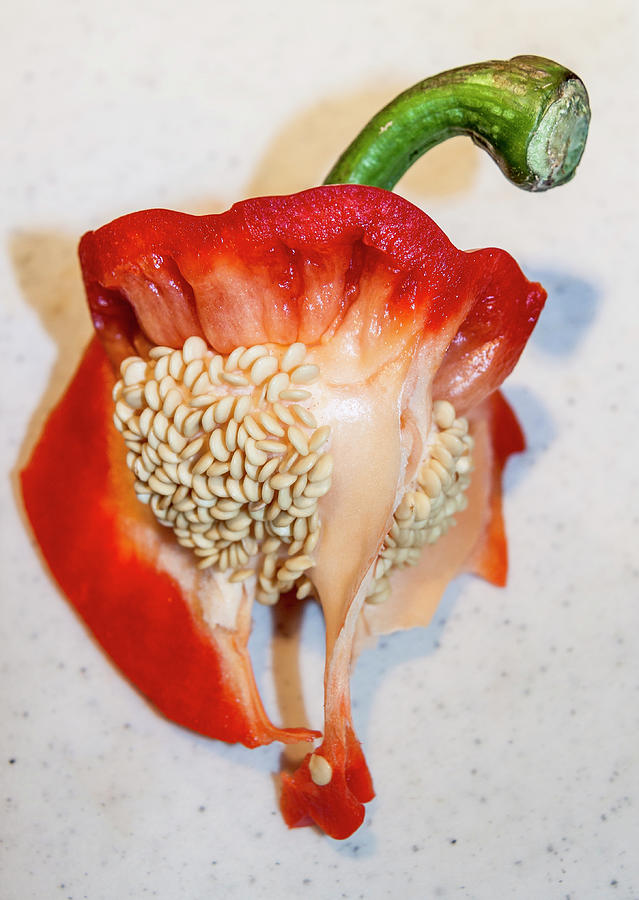 Red Pepper Seeds Photograph by Her Arts Desire