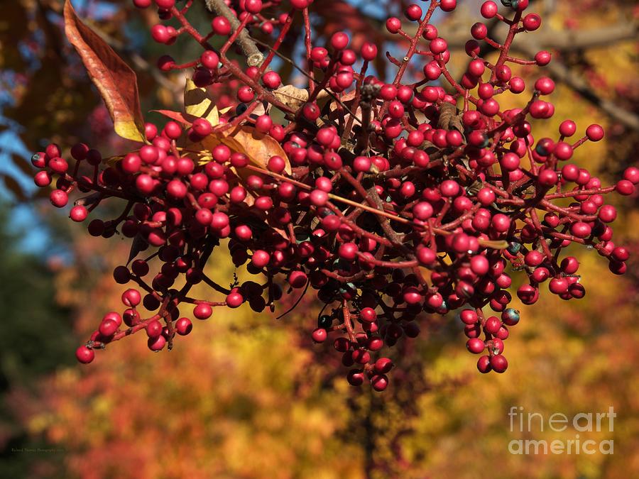 Red Peppercorns Photograph by Richard Thomas