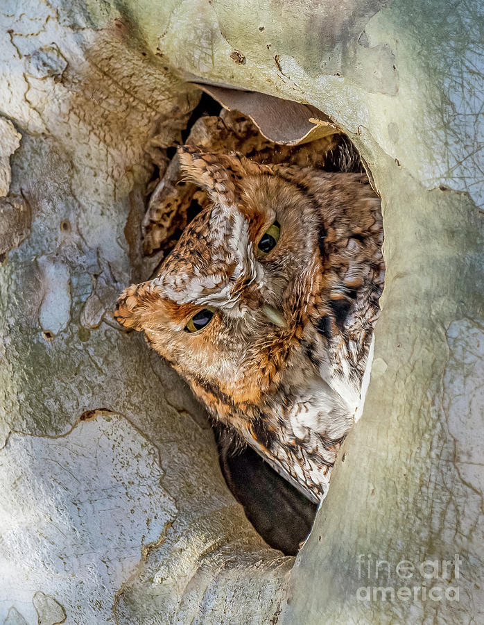 Red phase Eastern Screech Owl Photograph by Sandra Rust